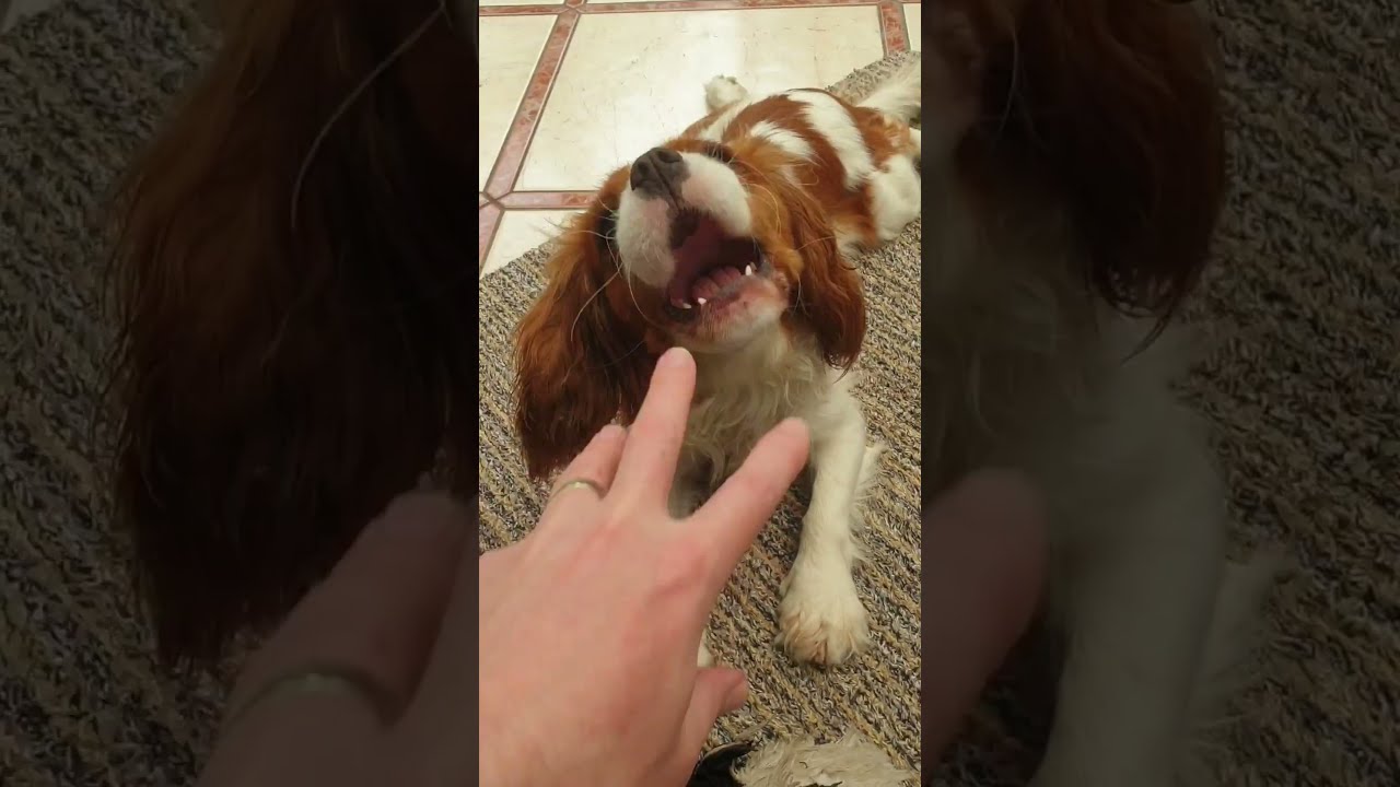 🤕 Puppy Bit My Finger Off! - Aagh! 🤪 #shorts - YouTube