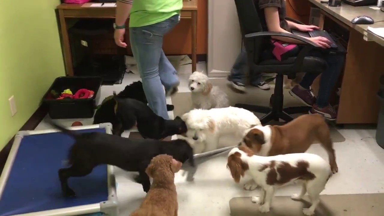 Puppy Daycare Fun at Metro Dogs Daycare in Minneapolis (612) 3333612