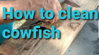 How To Clean Cowfish