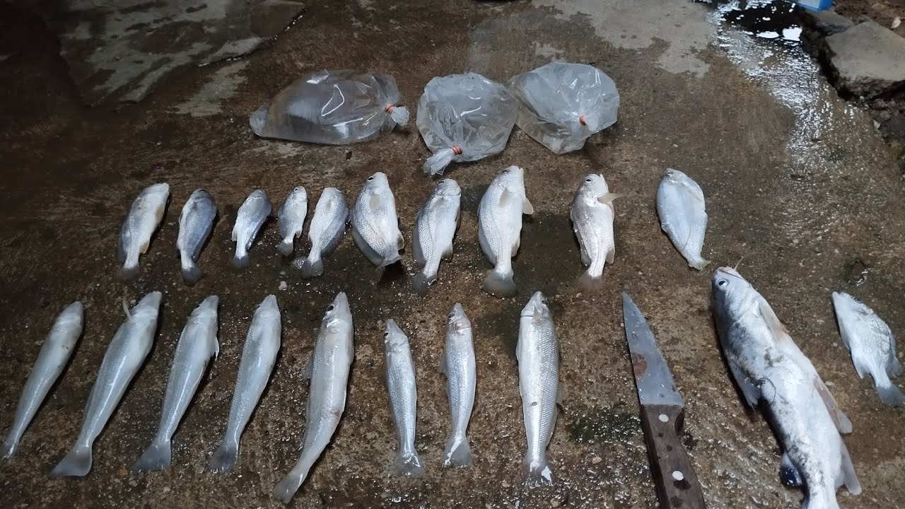 mancing ikan bolos | pantai merdeka