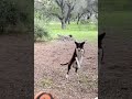 ninja kick