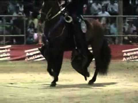 Bucefalo de Vuelta Grande ( Tayrona del Paso x Sevillana), trocha y galope - Rey de la sabana