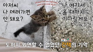 How did Korean worker get chosen by a stray cat on the way to work in KL 【We're meant to be EP.01】