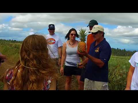 Video: Maui Gold Pineapple Tour u Kapalua Resortu
