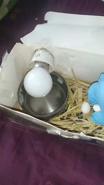 love birds egg hatching tricks