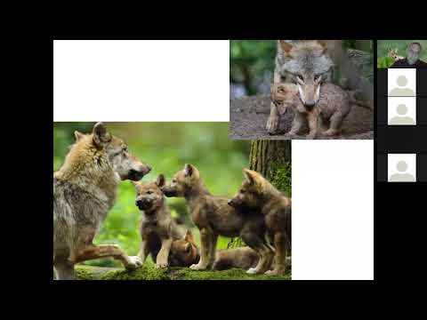 Video: Typen en ondersoorten van wolven. Toendrawolf: beschrijving, kenmerken en leefgebied