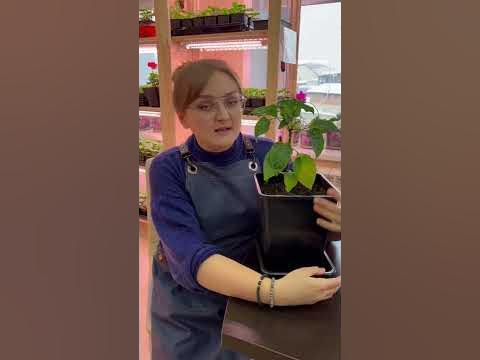 #сад #дача #огород #семенаалтая - YouTube