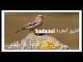 تغريد طائر الولوال Alouette lulu (قنبرة الغياض )متواصل وصافي 🎼🎼🎼