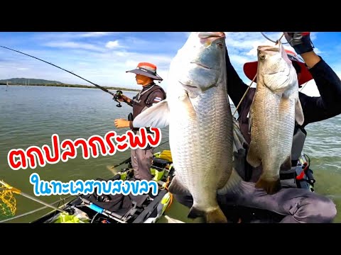 วีดีโอ: ตกปลากะพงขาวในทะเลสาบ