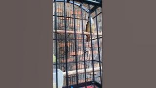 Suara Cucak Jenggot Rumahan yang biking sakit kuping