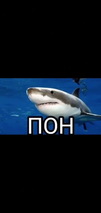 Акула пон мем фото Пон Акула - YouTube