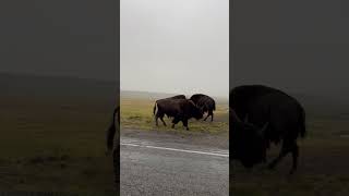 Two Bison Engage in a Friendly Brawl on the Side of the Road