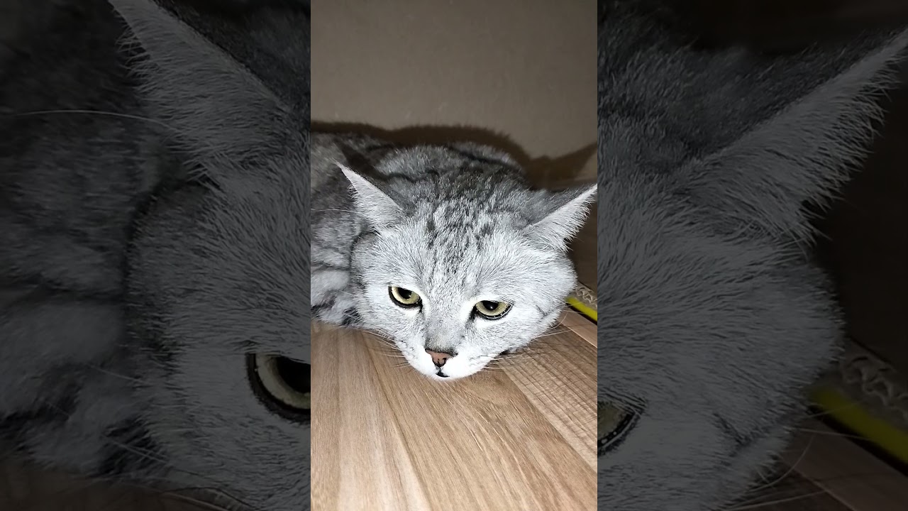 Что отделяет голову от тела?!? 