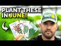 11 crops youd be silly not to plant in june