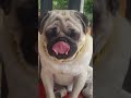 VIDEO NGẮN | GUCCI - Pug Mặt Xệ