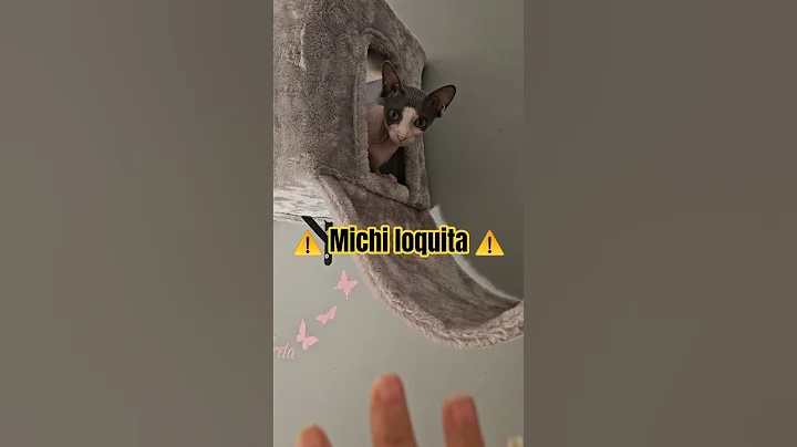 Video 10683221: sphynx cats catlovers