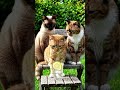 Adorable cats with lemonade just chilling!#cats#triplets