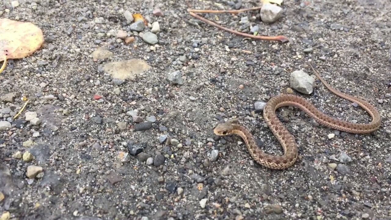 2017 Spring Reptile Migration in NY - YouTube