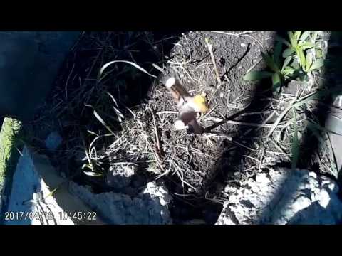 როგორ დავაფესვიანოთ ვაზის ლერწი