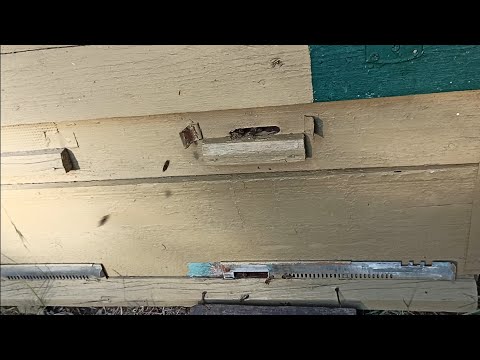 ПЧЁЛЫ 🐝🐝. ВЕРХНИЙ