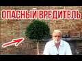 Самшитовая огнёвка / Чем обработать / Игорь Билевич