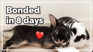 Bonding Turbo and Jelly (Part 1) by Bun's Best Life 20,441 views 1 year ago 13 minutes, 10 seconds