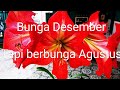 Cara agar bunga bakung berbunga setiap saat  bukan hanya bulan desember  amarylist flower