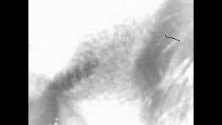 Download lagu Never grow old