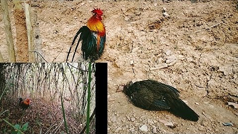 dib qaib tuaj zoo kawg li/6/4/2023/