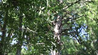 Sneaking up on a Monarch roost