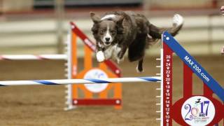 2017 AKC NAC - Satori - 20 Preferred
