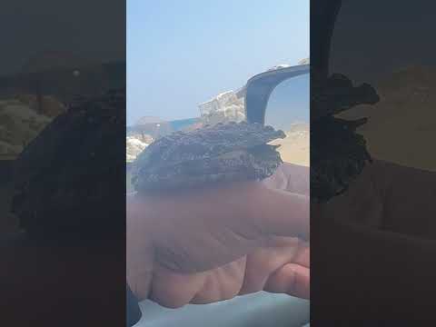 الصفيلح هو كائن بحري رخوي ي عرف علميا ب  