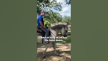 Advanced Flexing In Motion! Part 2! | The Horse Guru-Michael Gascon