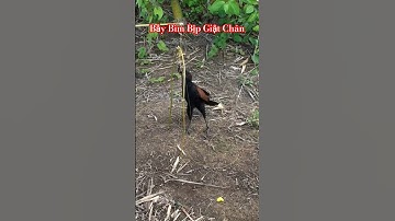 Bẫy Bìm Bịp Bằng Giật Chân#shorts