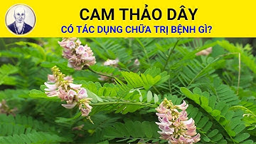 Cam thảo dây có tác dụng chữa trị bệnh gì? | Abrus precatorius L.