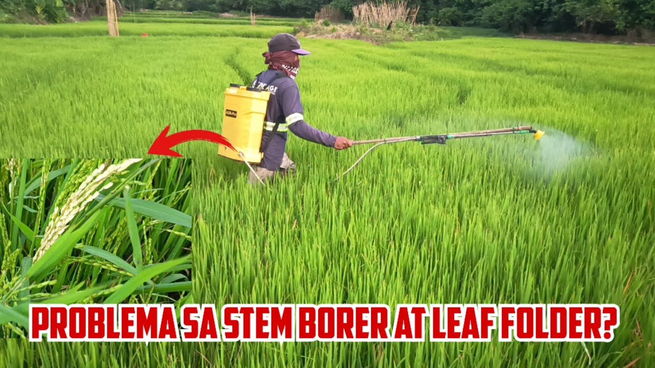 Stem Borer at Leaf Folder sa Palay Paano PUKSAIN: Tamang Timing, Tamang Assessment, Tamang Spray