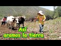 El pequeño arando la tierra con toros