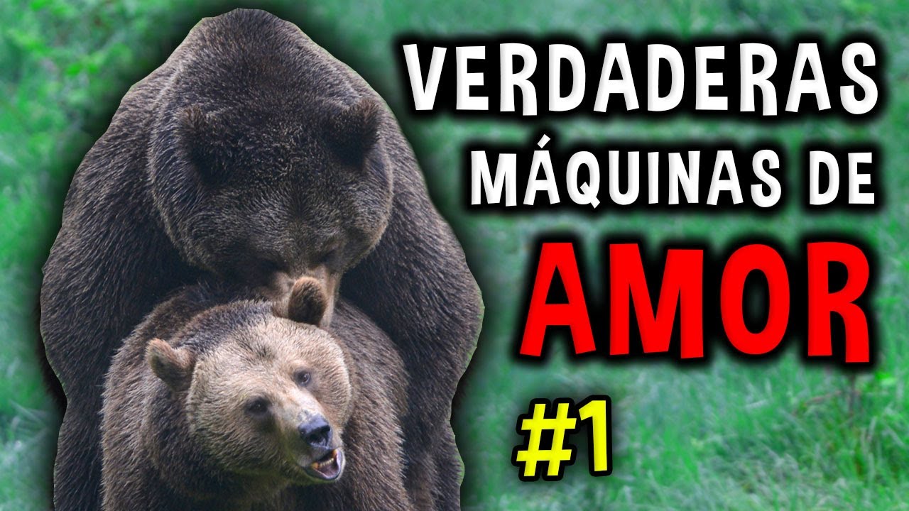 así HACEN EL AMOR estas especies animales