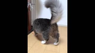 キン肉マンvs猫 ノルウェージャンフォレストキャット Kinnikuman vs Norwegian Forest Cat.