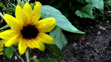 V.F.P MontageRubenacker