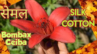 Silk Cotton tree or Bombax Ceiba flower Full bloom | Semul ke phool #flowers #flower