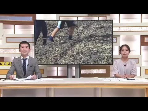 ツル分散化で絶滅回避“デコイ”設置　佐賀市東与賀町 (24/11/04 16:08)