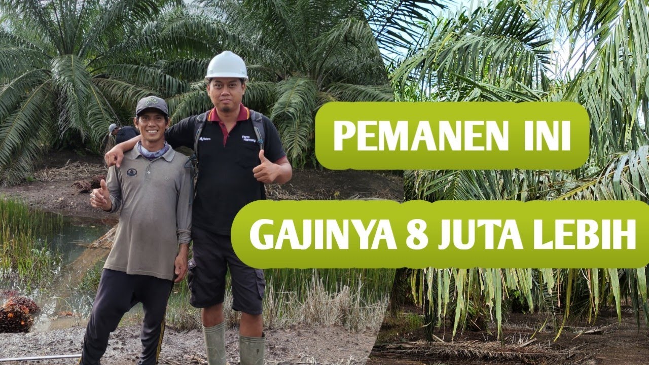 Cara kerja panen Kelapa Sawit Dan Gaji Pemanen Sawit ... Yuk Simak !!!
