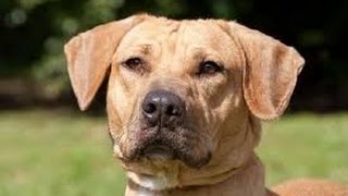 temperament of a black mouth cur