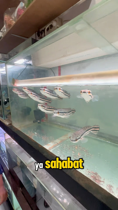 BOLANG ALL BELI TOMAN KECIL SAHABAT! #shortfish #ikanpredatormonster #toman #fish #tomanpredator #fy