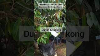 #Durian #Sitokong. Durian lokal Indonesia ini, hadir juga di Pameran Flora Fauna 2022