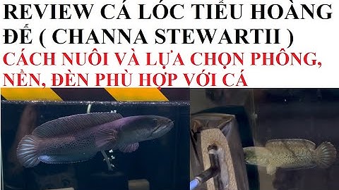 Cá cảnh An An | Giới thiệu Cá Lóc Tiểu Hoàng Đế ( Channa Stewartii ) | Cá Lóc Kiểng #cacanhanan