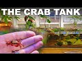 Three-tiered vivarium for vampire crabs, mangroves and rice fish (BUILD VIDEO)
