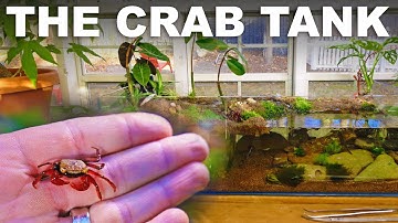 Three-tiered vivarium for vampire crabs, mangroves and rice fish (BUILD VIDEO)