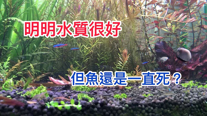 明明水质很好 但我的鱼总是死掉！有可能的原因是怎么回事呢？还是我的水质出问题了呢？ - 天天要闻